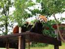 大森山動物園〈秋田市〉【提供@秋田県観光連盟】