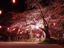 千秋公園桜まつり〈秋田市:春〉【提供@秋田県観光連盟】