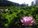 千秋公園お堀〈秋田市〉【提供@秋田県観光連盟】