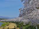 角館桜並木〈角館:春〉【提供@秋田県観光連盟】