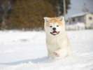 秋田犬【提供@秋田県観光連盟】