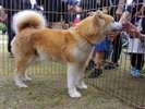 秋田犬ふれあい処〈秋田市〉【提供@秋田県観光連盟】