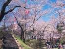 千秋公園桜まつり2〈秋田市:春〉【提供@秋田県観光連盟】
