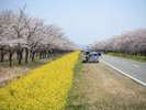 桜と菜の花〈大潟村:春〉【提供@秋田県観光連盟】