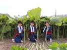 秋田蕗【提供@秋田県観光連盟】