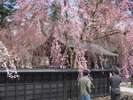 武家屋敷の桜〈角館:春〉【提供@秋田県観光連盟】