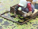 じゅんさい採り〈三種町〉【提供@秋田県観光連盟】