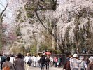 角館の武家屋敷通り〈仙北市〉【提供@秋田県観光連盟】