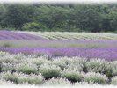 美郷町ラベンダーまつり〈箕郷町〉【提供@秋田県観光連盟】