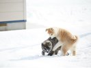 秋田犬【提供@秋田県観光連盟】