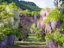 十ノ瀬 藤の郷〈大館市〉【提供@秋田県観光連盟】