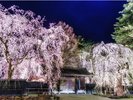 角館・武家屋敷通りの桜 夜〈仙北市〉【提供@秋田県観光連盟】