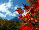 【秋の風景】澄んだ青空に、赤い紅葉が美しく映えます。