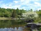 【春の風景】美鈴池のコナシの樹:5月下旬頃見ごろを迎えます。