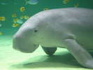 ���H�����قɂ͐l���̃��f���Ƃ�����u�W���S���v����