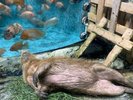 ���H�����ف��O�d���ό��A����