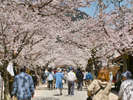 日本で最も美しい村”が、一年で最も美しい時。桜のトンネルは隠れた人気スポットです。