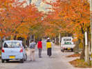がいせん桜通りの紅葉。紅く燃える通りは春に負けずドラマティック!