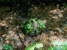 山々から湧き出た水が森を満たし、村全体に行き渡っていきます。