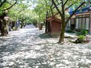 緑のトンネル&木漏れ日でキラキラと輝く夏のがいせん桜通り。