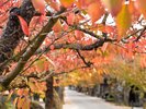 通りの紅葉は、1年の中でも1、2週間ほどしか見られない貴重な景色です。