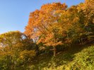 裏山一面も美しく色づきます。「山並みを望む部屋」では、窓からたっぷりと秋の山をご覧いただけます。