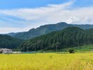 秋は新庄村のお米収穫シーズン!金色の絨毯と青い空、緑の山々に舞う赤とんぼ。村の秋の風物詩です。