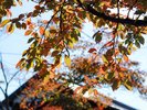 食欲の秋、読書の秋、スポーツの秋、芸術の秋…「紅葉の秋」を満喫しつつ、思い思いの秋を楽しみましょう!
