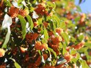家々に植っている植物のお花からの香りで、これまた季節を実感します。こちらは満開のキンモクセイ!