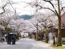 桜は満開の季節はもちろん、散り始めてからの桜吹雪も魅力です。ざあっと花びらが舞う姿に毎度見惚れます。