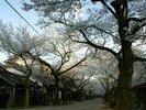 春の夕暮れ、人が少なくなってきた並木通りの中で見る桜はどこか儚くて繊細です。