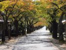 夏と秋の境目。緑から黄色・橙色に移ろう並木通りは、例年10月中下旬ごろからお楽しみいただけます。