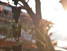 冬も近づく秋の朝、屋根の水滴が鎖樋を通して跳ねる瞬間の一枚。