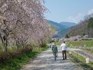 メインの桜通りから1本逸れると「しだれ桜通り」があります!風にそよそよと靡く桜。