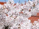 桜が満開の季節は、花が眩しく輝いており、他の季節でもこの輝きが恋しくなる時があります。