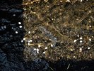 通り沿いの水路を流れる花びら。かわいいです。