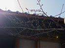 桜のつぼみ。開花に向けてエネルギーをたくわえている姿が愛らしいです。