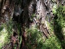 【森プラン】季節や天気によって、森の様々な姿をご覧いただくことが出来ますよ!