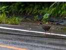 道路を歩くヤンバルクイナ