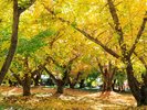 【太原のイチョウ】車で22分。太原地区のブドウ園に100本以上のイチョウ林による黄金の景色が広がります。