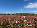 【筑後広域公園】例年10月中旬から11月中旬にかけて希少な赤蕎麦の花(高嶺ルビー)が咲き誇ります。