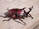 カブトムシ 夏には街頭付近にいるかもしれません。