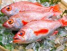 名物のどぐろを食べ金沢観光!