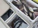 駿河湾でとれた鮮度抜群の海の幸