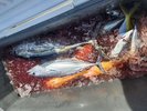 駿河湾でとれた鮮度抜群の海の幸