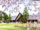 例年だと4月末頃からGW期間中が桜の見頃です。
