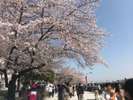 墨田公園の桜