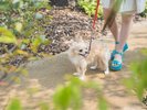愛犬とのお散歩