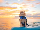 【アクティビティ】SUP