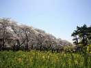 【千本桜】